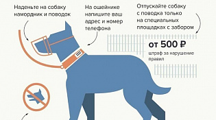 памятка о правилах выгула животных