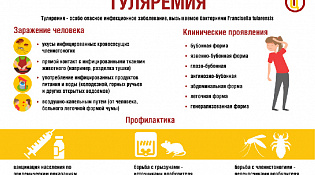 О туляремии и ее профилактике